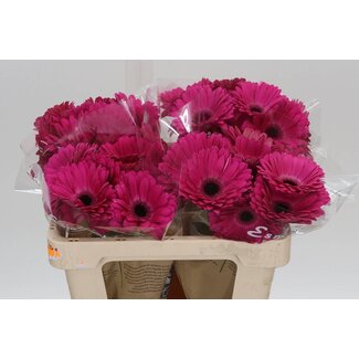Freshy Gérbera “Rich” | Couleur: Rose | Longueur ± 50 centimeter | Par 10 fleurs fraîches