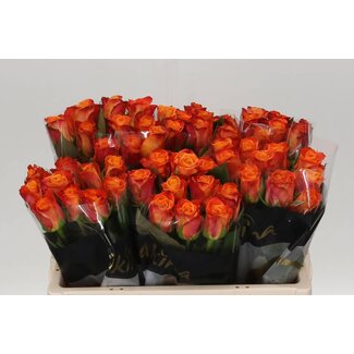 Freshy Large-flowered Rose “Mariyo” | Colour: Orange | Length ± 50 centimeter | Origin Ecuador | Per 10 fresh roses