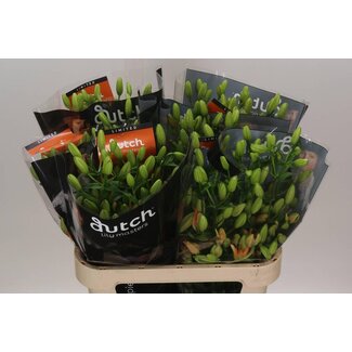 Freshy Lelie Longiflorum x Aziatische Lelie Aqua “Must See Orange” | Kleur: Groen | Lengte ± 85 centimeter | Per 10 stelen verse bloemen