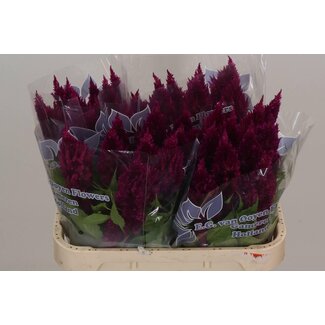 Freshy Celosia Plumosa “Sunday Purple” | Colour: Pink | Length ± 75 centimetre | Per 20 fresh flowers