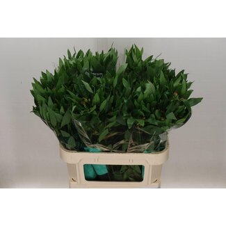 Freshy Alstroemeria Incalelie “Carline” | Colour: Purple | Length ± 75 centimeter | Per 10 stems fresh flowers