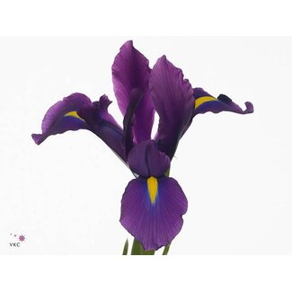 Freshy Iris “Hong Kong” | Kleur: Paars | Lengte ± 64 centimeter | Per 50 stelen verse bloemen