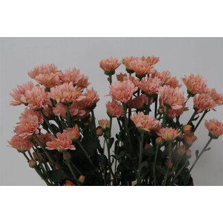 Freshy Spray chrysanthemum Chrysanthemum “Katinka Salmon” | Colour: Orange | Length ± 70 centimetre | Per 10 stems fresh flowers