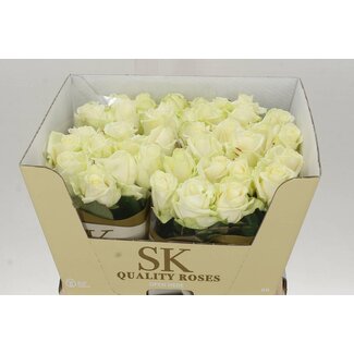 Freshy Roses “Avalanche Koene White” | Couleur: Blanc | Longueur ± 60 centimeter | Par 10 roses
