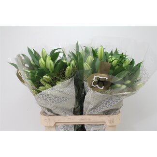 Freshy Lily Oriental Double Aqua “Arosa” | Colour: White | Length ± 90 centimetre | Per 10 stems fresh flowers