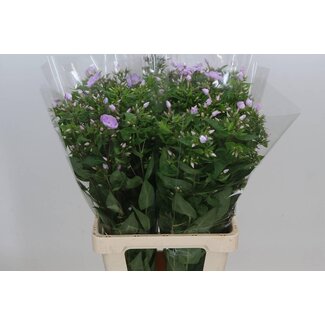 Freshy Hollandse Phlox Phlox “Butterfly” | Kleur: Paars | Lengte ± 70 centimeter | Per 10 stelen verse bloemen