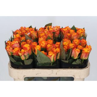 Freshy Rozen “Marie-claire” | Kleur: Geel Oranje | Lengte ± 70 centimeter | Per 10 rozen