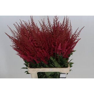 Freshy Astilbe Arendsii “Paul Gaarder” | Kleur: Rood | Lengte ± 70 centimeter | Per 20 stelen verse bloemen