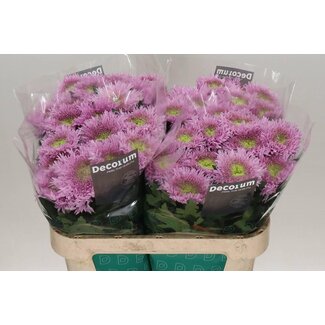 Freshy Déco Chrysanthème Chrysanth “Etrusko” | Couleur: Violet | Longueur ± 70 centimeter | Par 10 fleurs fraîches