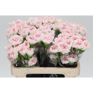 Freshy Short Carnation “Yukari Cherry” | Colour: White Pink | Length ± 55 centimeter | Per 20 fresh flowers