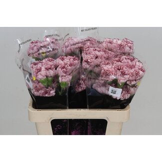 Freshy Short Carnation “Mariposa” | Colour: White Purple | Length ± 55 centimetre | Per 20 fresh flowers