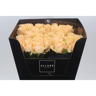 Freshy Roses “Avalanche Peach Allure” | Couleur: Orange | Longueur ± 70 centimeter | Par 10 roses
