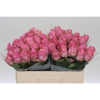Freshy Roses “Renaissance” | Couleur: Rose | Longueur ± 50 centimeter | Par 10 roses