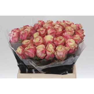 Freshy Rozen “Marosa” | Kleur: Wit Roze | Lengte ± 40 centimeter | Per 20 rozen