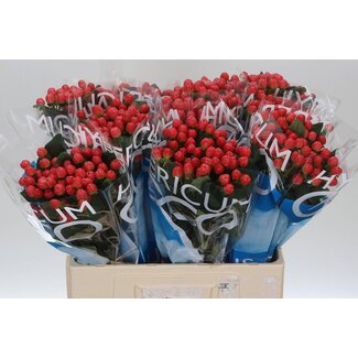 Freshy Hypericum Hertshooi “Coco Tango” | Kleur: Rood | Lengte ± 60 centimeter | Per 20 stelen verse bloemen