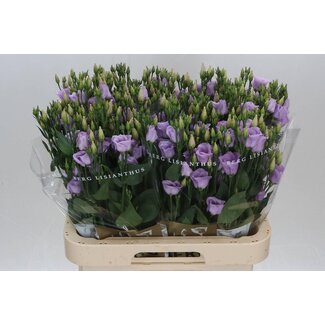 Freshy Eustoma Lisianthus Single-flowered “Picco Lavender” | Colour: Purple | Length ± 70 centimetre | Per 10 stems fresh flowers