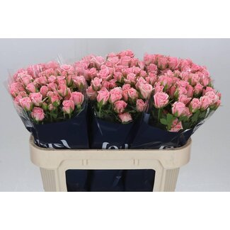 Freshy Trosrose “Odilia” | Farbe: Rosa | Länge ± 70 centimeter | Pro 10 frische Rosen