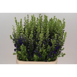 Freshy Consolida Regalis Riddersoor “Queen Dark Blue” | Colour: Purple | Length ± 90 centimetre | Per 10 stems fresh flowers
