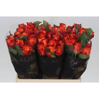 Freshy Roses “Atomic” | Colour: Red | Length ± 60 centimetre | Per 20 roses