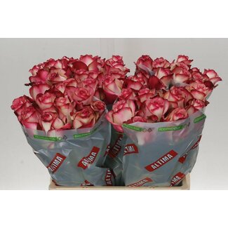 Freshy Roses “Paloma” | Colour: Pink | Length ± 60 centimeter | Per 20 roses