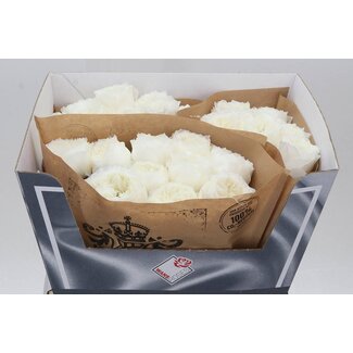 Freshy Roses “Parfum Blanche” | Couleur: Blanc | Longueur ± 60 centimeter | Par 20 roses