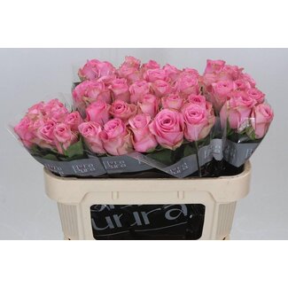 Freshy Roses “Renaissance” | Colour: Pink | Length ± 70 centimetre | Per 10 roses