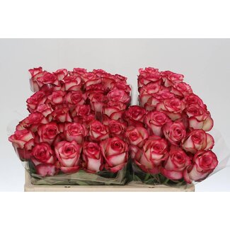 Freshy Roses “Paloma” | Colour: Pink | Length ± 50 centimeter | Per 10 roses