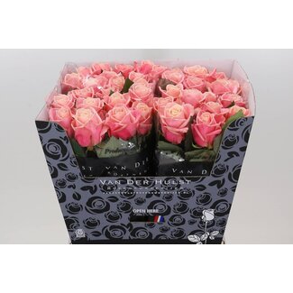 Freshy Rozen “Adele” | Kleur: Roze | Lengte ± 70 centimeter | Per 10 rozen