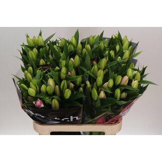 Freshy Lily Oriental Double Aqua Roselily “Viola” | Colour: Pink | Length ± 85 centimeter | Per 10 stems fresh flowers
