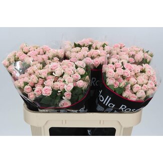 Freshy Spray rose “Severina” | Colour: Pink | Length ± 70 centimeter | Per 10 fresh roses