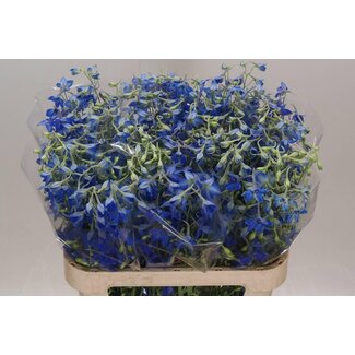 Freshy Delphinium Ridderspoor “Volkerfrieden” | Kleur: Blauw | Lengte ± 80 centimeter | Per 10 stelen verse bloemen