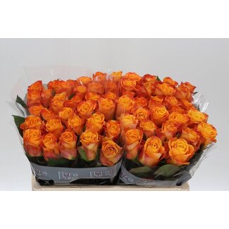 Freshy Rosen “Solarflare” | Farbe: Gelb | Länge ± 50 centimeter | Pro 20 Rosen