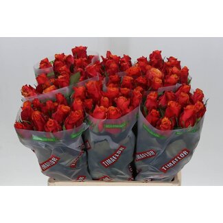 Freshy Roses “Espana” | Couleur: Jaune Orange | Longueur ± 60 centimeter | Par 20 roses