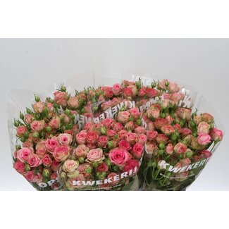 Freshy Sprayrose “Pepita” | Colour: Pink | Length ± 55 centimeter | Per 10 fresh roses