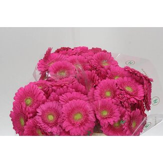 Freshy Germini Mini Gerbera's Aqua “Bono” | Kleur: Roze | Lengte ± 50 centimeter | Per 20 verse bloemen