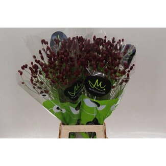 Freshy Sanguisorba Officinalis “Red Dream” | Kleur: Rood | Lengte ± 80 centimeter | Per 25 stelen verse bloemen