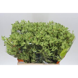Freshy Anigozanthos Kangoeroepoot Overig Groen | Kleur: Groen | Lengte ± 60 centimeter | Per 10 stelen verse bloemen