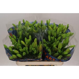 Freshy Lily Longiflorum x Asian Lily Aqua “Caesars Palace” | Colour: Orange | Length ± 85 centimetre | Per 10 stems fresh flowers