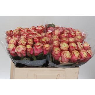 Freshy Roses “Marosa” | Colour: White Pink | Length ± 50 centimetre | Per 20 roses