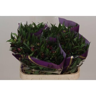Freshy Alstroemeria Incalelie “Morado” | Farbe: Lila | Länge ± 75 centimeter | Pro 10 Stiele frische Blumen