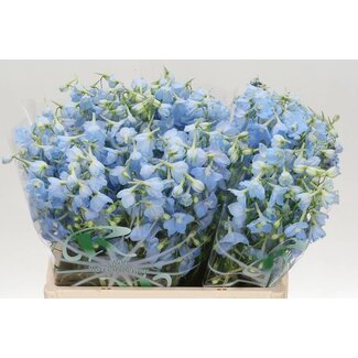 Freshy Delphinium Larkspur “Ballkleid” | Colour: Blue | Length ± 60 centimetre | Per 20 stems fresh flowers