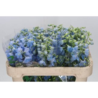 Freshy Delphinium Ridderspoor “Ballkleid” | Kleur: Blauw | Lengte ± 70 centimeter | Per 20 stelen verse bloemen