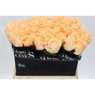 Freshy Roses “Avalanche Peach” | Colour: Orange | Length ± 60 centimetre | Per 10 roses
