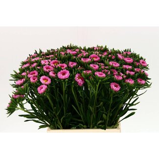 Freshy Callistephus Zomeraster Mats “Pink” | Kleur: Roze | Lengte ± 45 centimeter | Per 50 verse bloemen