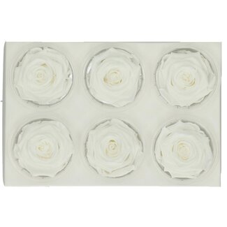 4A Gepreserveerde Rozen | Kleur: Natuurlijk Wit | Diameter 6 centimeter | Per 6 rozen