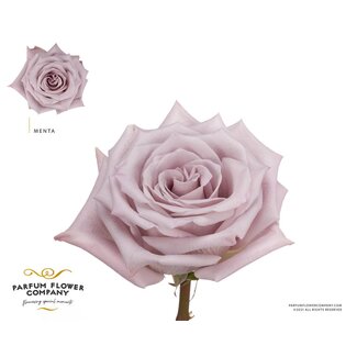 Freshy Roses Premium “Menta” | Colour: Lilac | Length ± 50 centimetre | Per 25 roses
