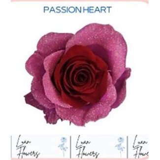 Freshy Grootbloemige Roos “Passion Heart” Kleurbehandeld | Kleur: Rood Roze | Lengte ± 60 centimeter | Herkomst Ecuador | Per 75 verse rozen