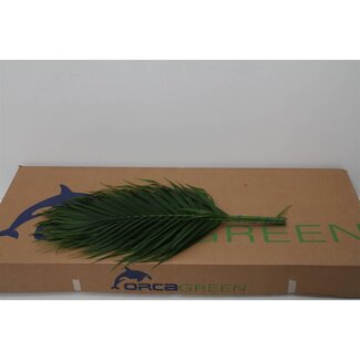 Freshy Chamaedorea Catpalm | Couleur: Vert | Longueur ± 60 centimeter | Par 5 bouquets