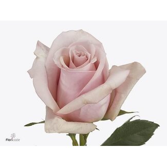 Freshy Roses “Nacré” | Couleur: Rose | Longueur ± 50 centimeter | Par 25 roses
