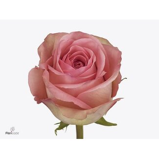 Freshy Roses “Saga” | Couleur: Rose | Longueur ± 60 centimètre | Par 25 roses